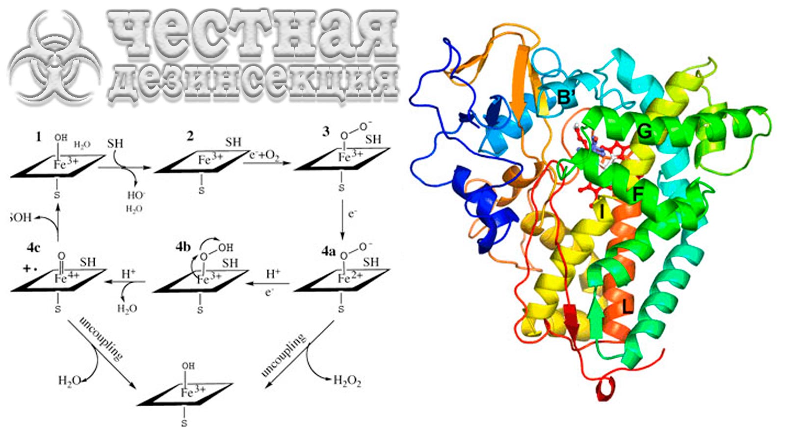 Цитохром P450 монооксигеназы (P450s)