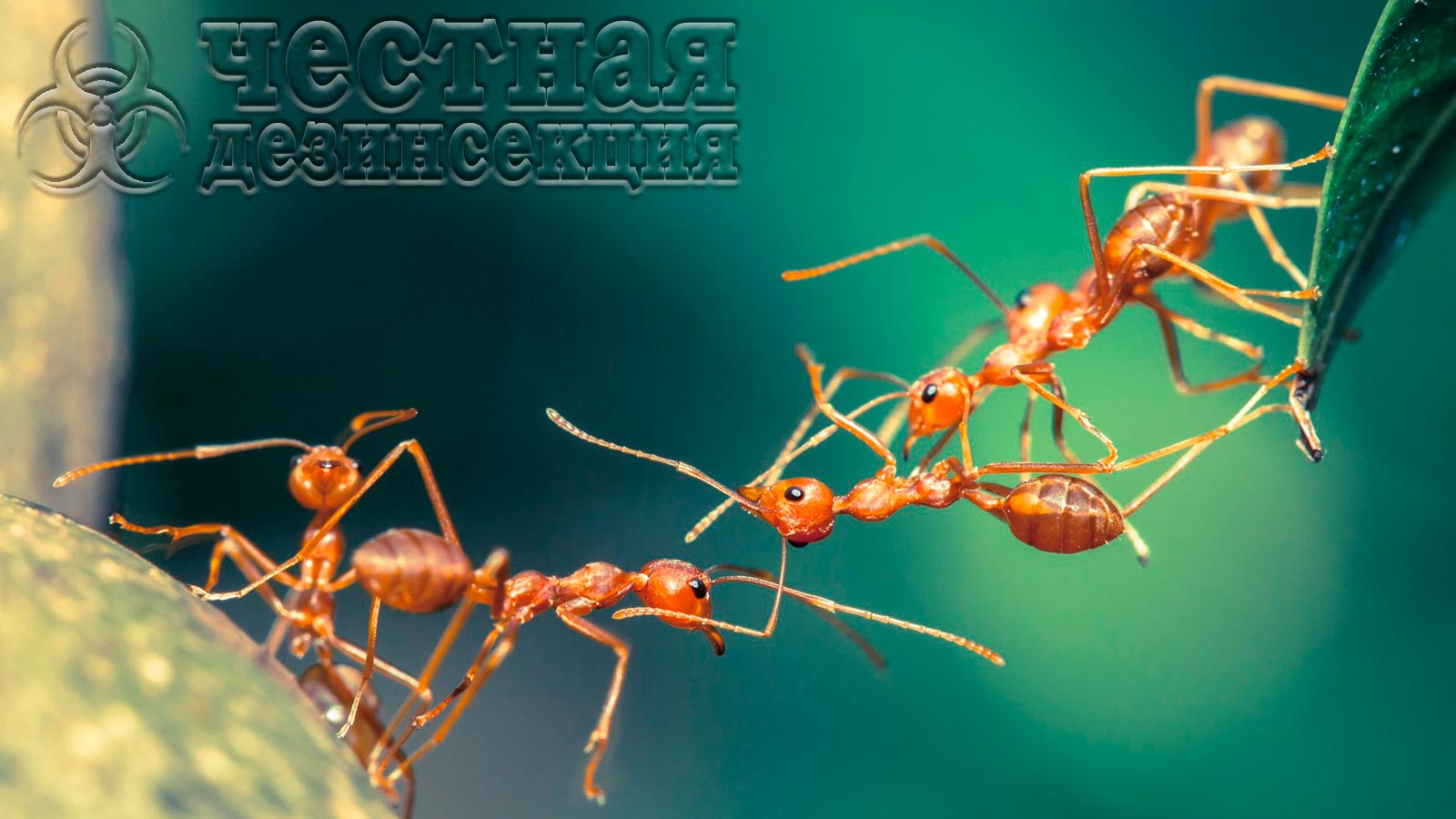 Ацетрин Супер для уничтожения муравьев