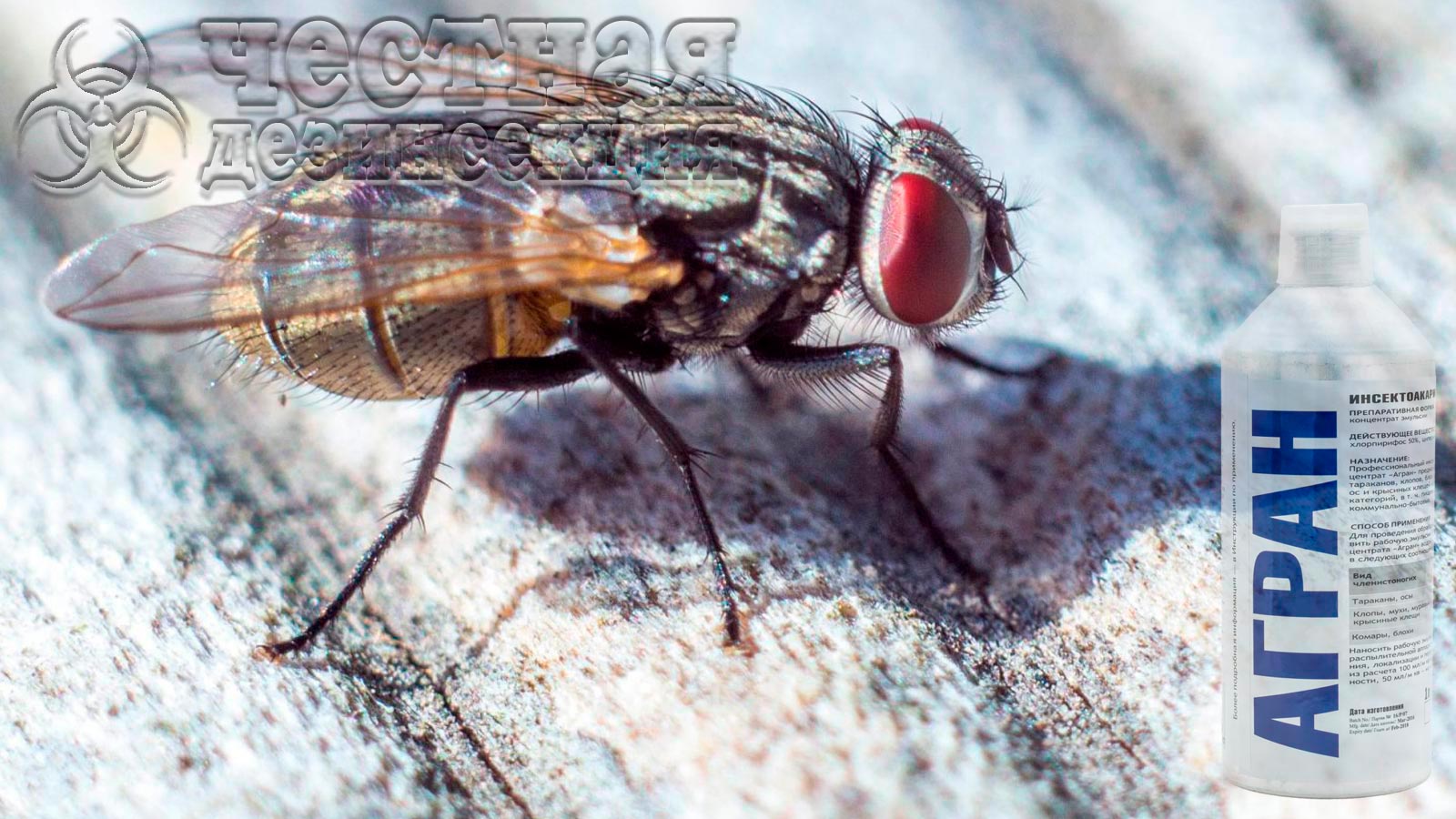 Уничтожение мух препаратом Агран