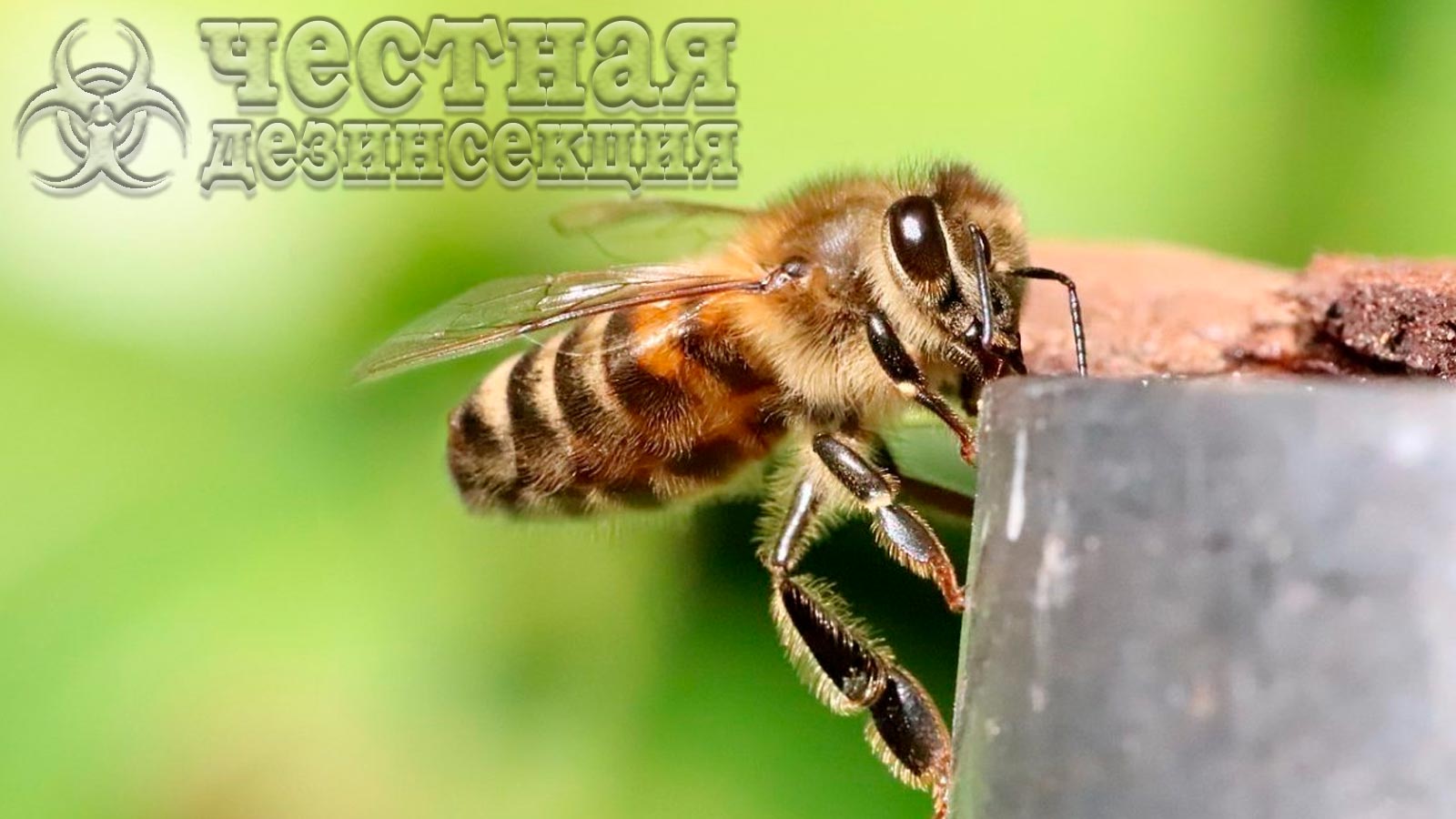 Действие инсектицида Монарх на пчел