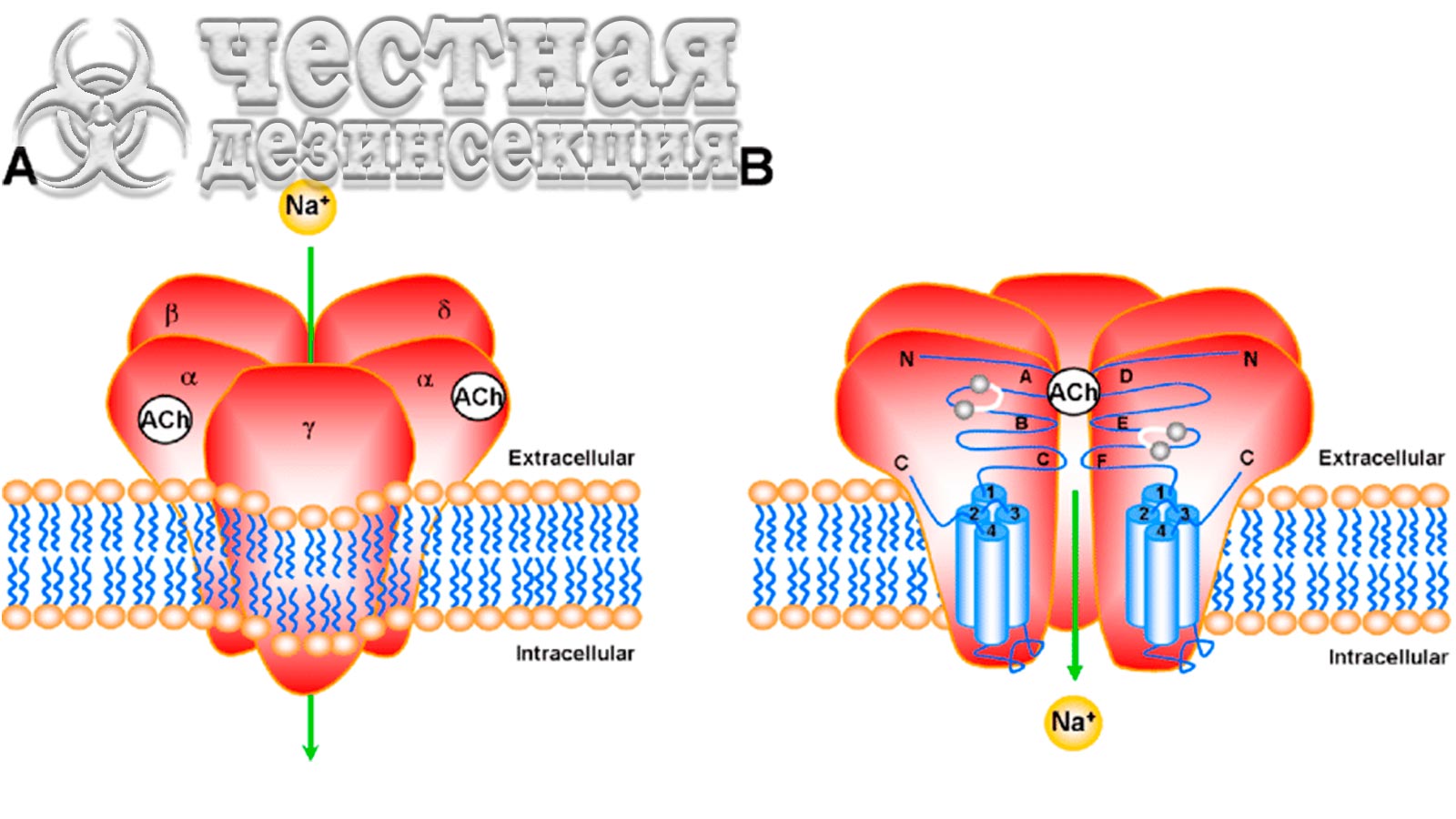 Nicotinic acetylcholine receptors