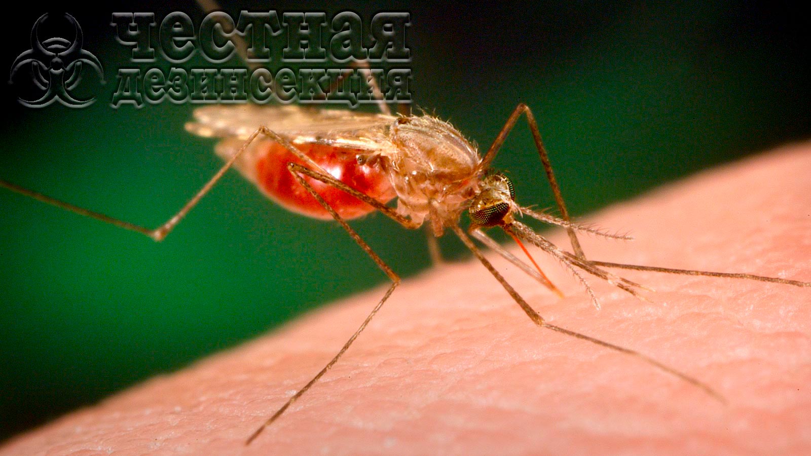 Уничтожение комаров средством «Абзац»