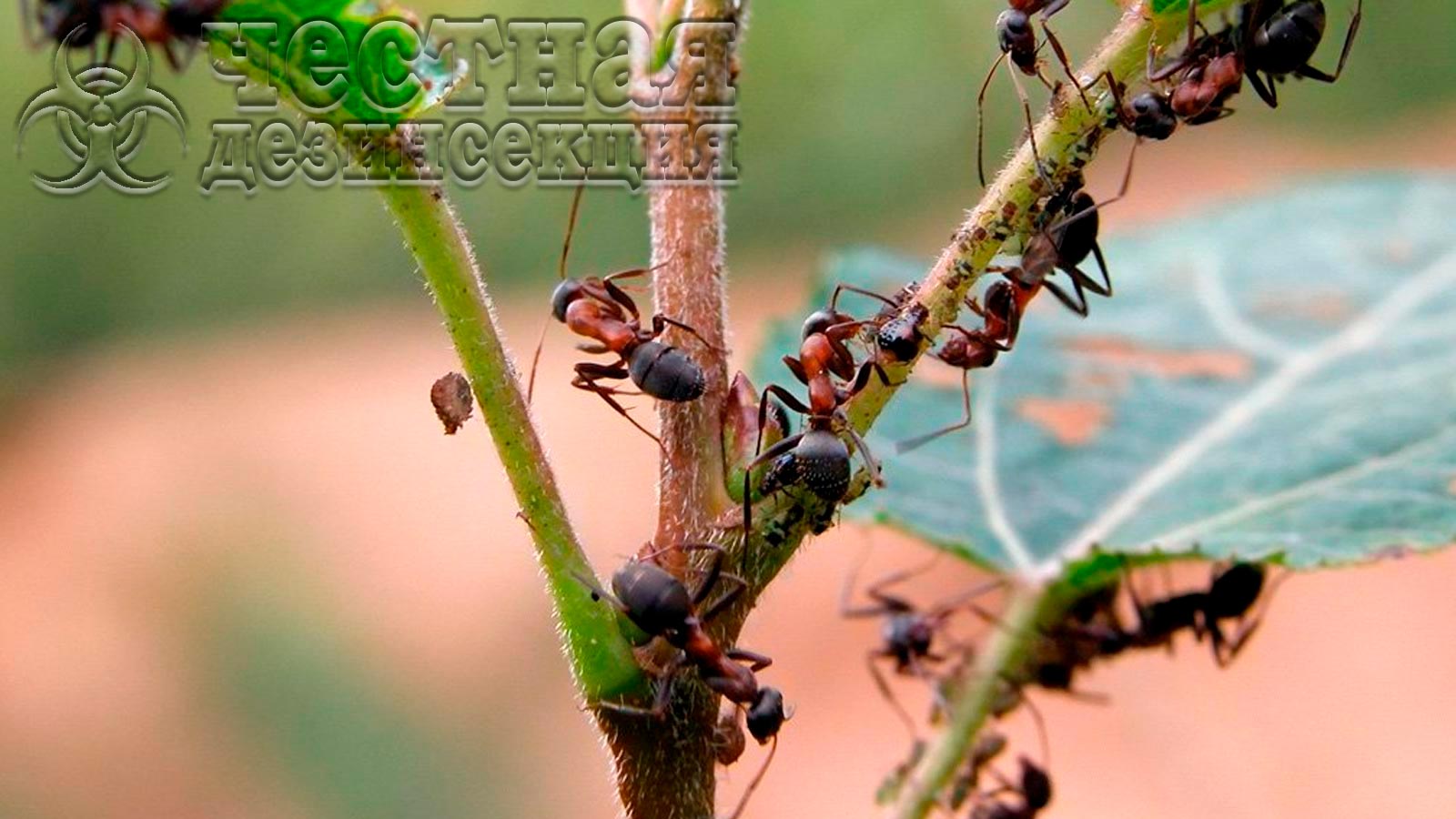 Уничтожение муравьев препаратом «Абзац»