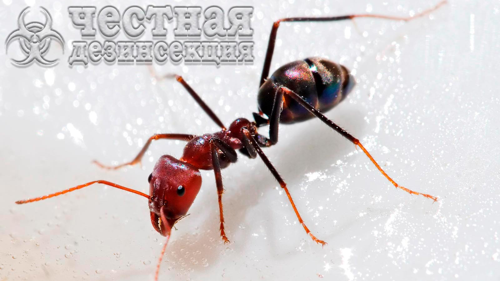 Средство от муравьев Аверфос