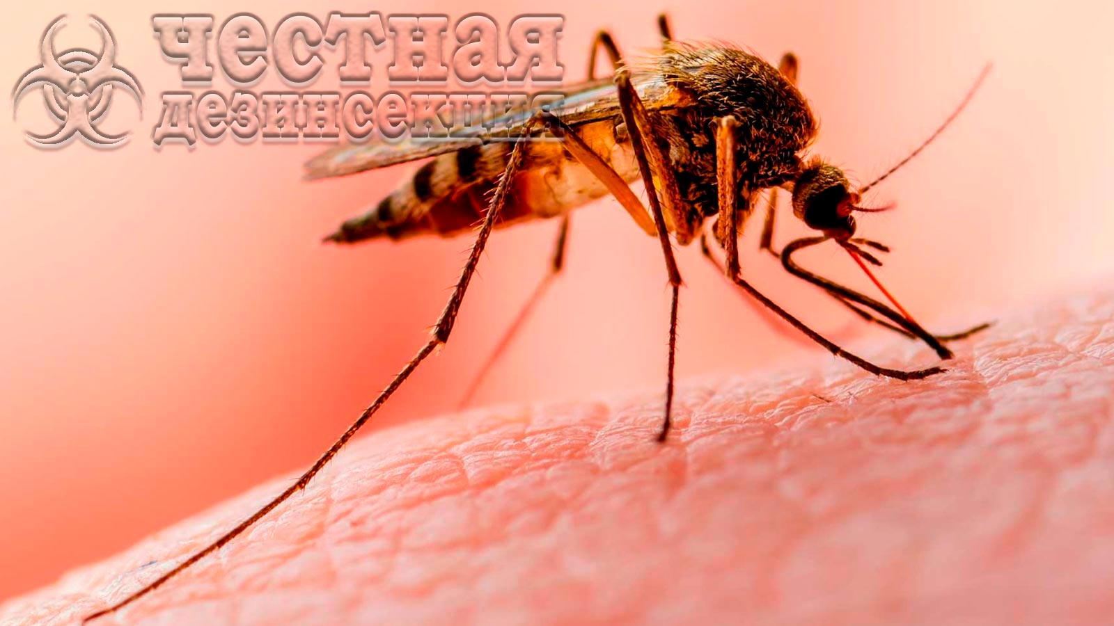 Препарат от комаров Форс-Сайт