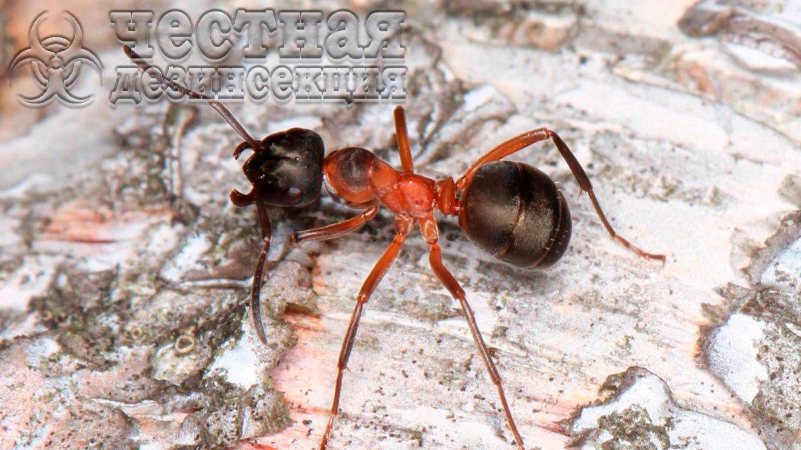 Средство от муравьев Форс-Сайт