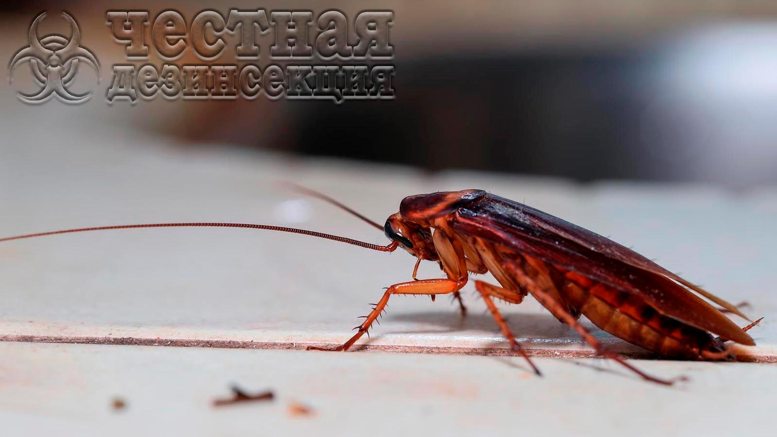 Средство от тараканов Форс-Сайт